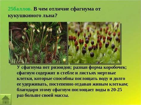 Роль географического размещения плодовника в жизнеспособности льна Кукушкина