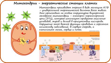 Роль гликогена в клетке животных - энергетический запас и регулятор уровня глюкозы