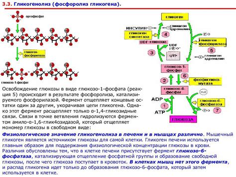 Роль гликогена в мышечной работе и физической активности