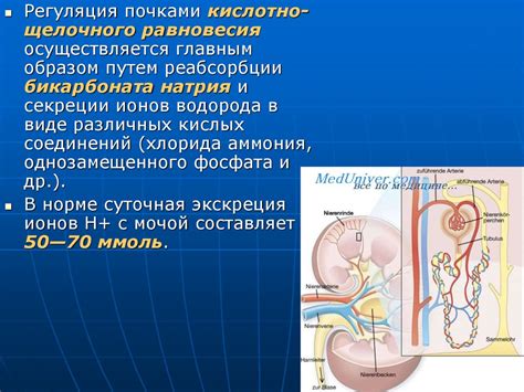 Роль гликогена в почках в регуляции уровня сахара