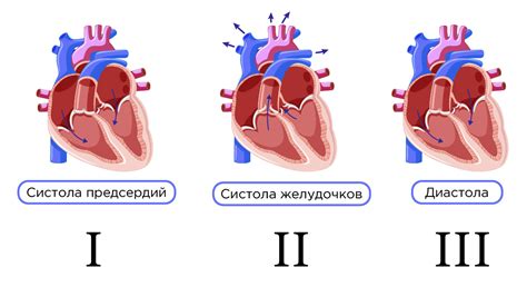 Роль диастолы в поддержании работы сердца и переливании крови