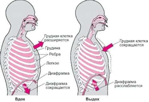 Роль диафрагмы в процессах дыхания и пищеварения