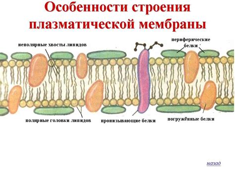 Роль диффузии в обмене газами у животной клетки