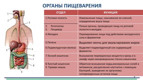 Роль жевания в процессе пищеварения и метаболизма