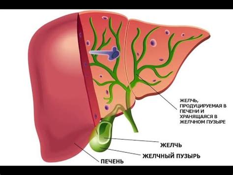 Роль желчи в процессе принятия нас внутрь полезных жирных веществ