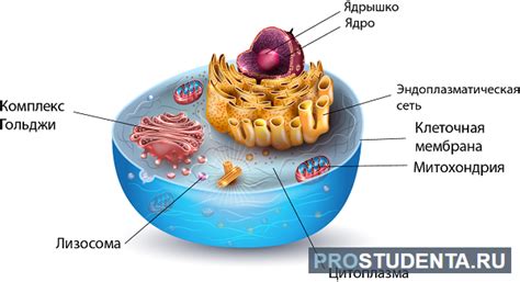 Роль жиров в клетках: роль липидных мембран и внутриклеточных органелл