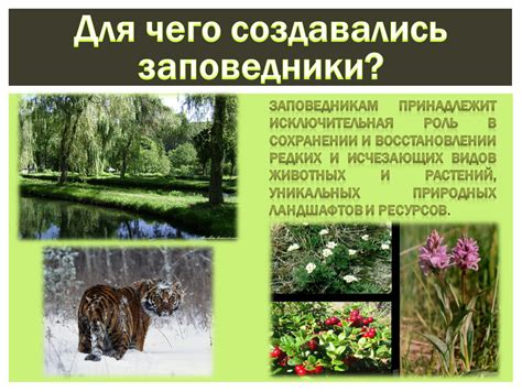 Роль заповедников и национальных парков в сохранении уникальных животных