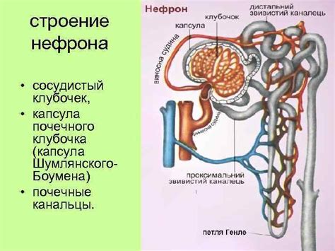 Роль защитной системы в поддержании гомеостаза организма