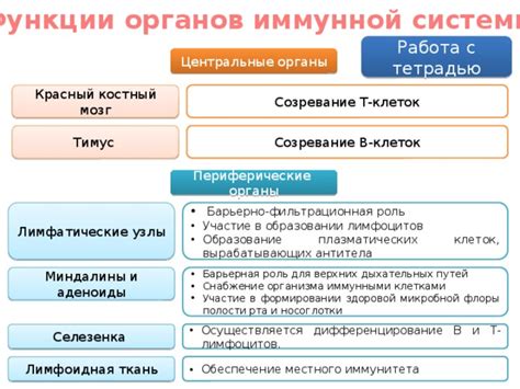 Роль иммунной системы в формировании здоровья недоноска