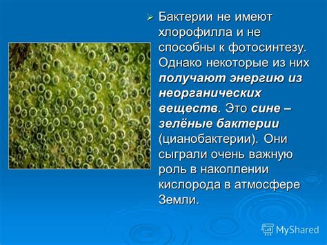 Роль исследования расположения хлорофилла в водорослях для науки и промышленности