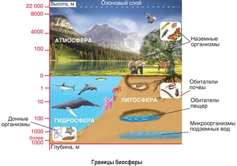 Роль и важность разнообразия живых организмов