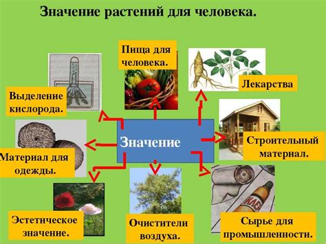 Роль и значимость соцветий в жизни растений