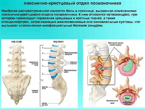 Роль и значимость функций в области нижней части спины