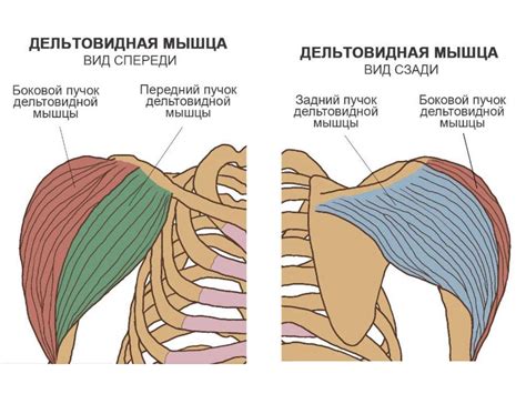 Роль и значимость функций плечевого пояса у пернатых обитателей небосвода