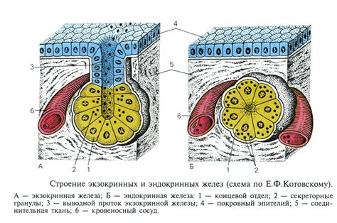 Роль и распространение железистого эпителия