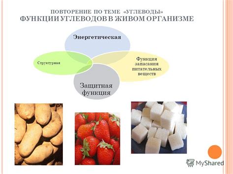 Роль и способы обработки углеводов в организме: от их значения до процессов расщепления