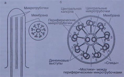 Роль и строение ресничек у представителей микроорганизмов без ядра