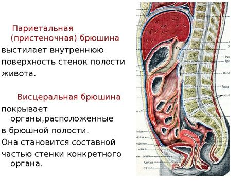 Роль и структура париетальной брюшины