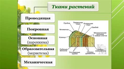 Роль и структура проводящих тканей у основания растительного организма