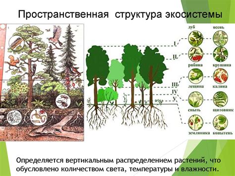 Роль каменного пояса в экологической системе и его воздействие на разнообразие живого мира