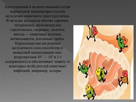 Роль кефира в поддержании здоровья желудочно-кишечного тракта