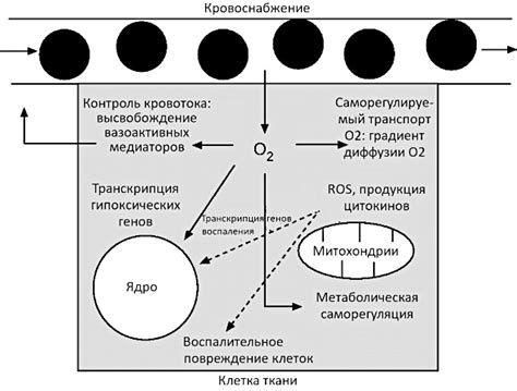 Роль кислорода в механизмах клеточного возникновения и развития