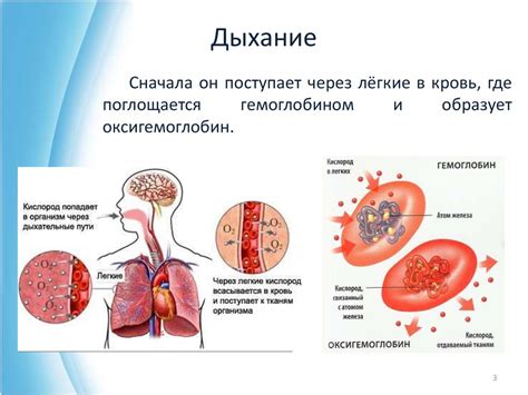 Роль кислорода в состоянии кожи и волос