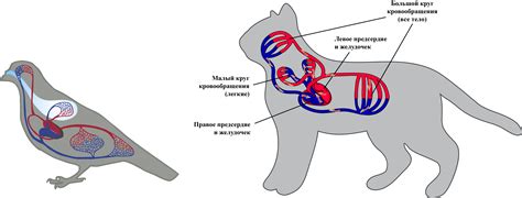 Роль клапанов в оптимальном функционировании кровеносной системы