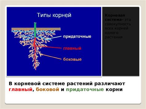 Роль корневой системы в жизнедеятельности растения