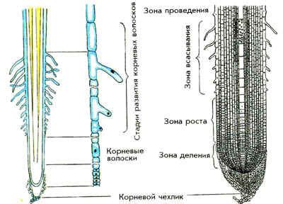 Роль корневой шейки в устойчивости растения