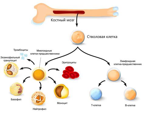 Роль красного костного мозга в процессе формирования клеток крови