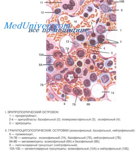 Роль красного костного мозга в функционировании иммунной системы