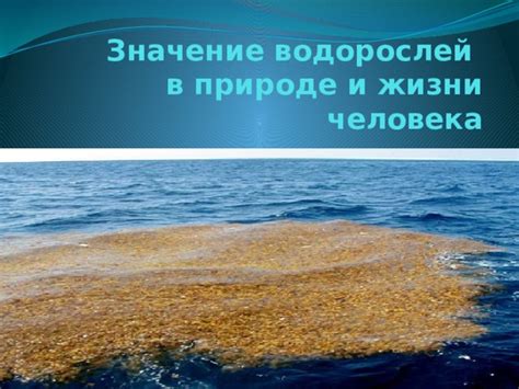 Роль красных водорослей в экосистемах
