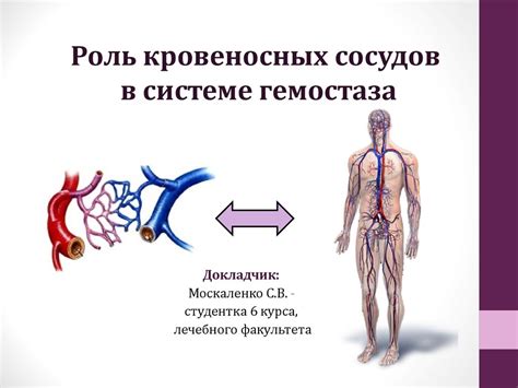 Роль кровеносных сосудов в содержании минимального количества гликогена