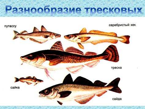 Роль ласки в экосистеме Ленинградского региона