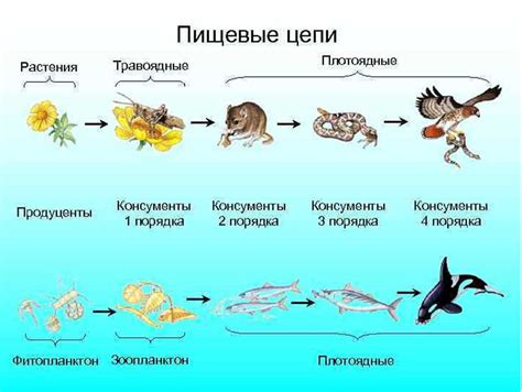 Роль легочного пузыря морской рыбы в поддержании баланса кислорода и углекислого газа