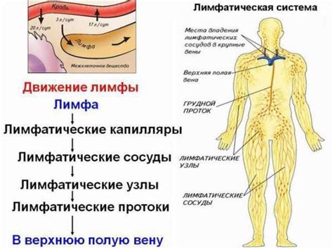 Роль лимфатических узлов в защите организма