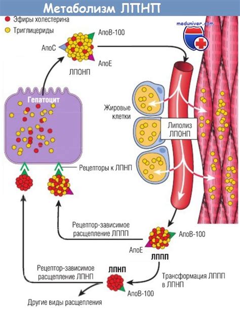 Роль липопротеинов в транспорте и обработке жировых веществ