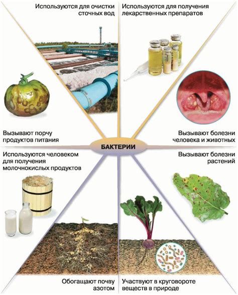 Роль мейоза в репродукции бактерий и других прокариот