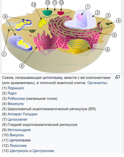 Роль мембран и расположение ЭПС в клетке