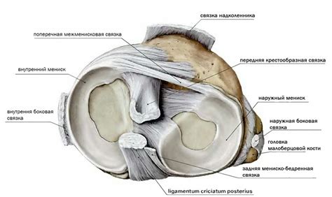 Роль мениска в работе коленного сустава