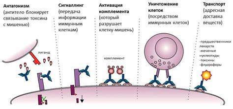 Роль микроэлементов и антител в составе назальных выделений