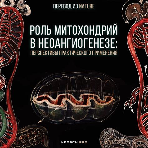 Роль митохондрий в клеточной аэробной окислительной фосфорилизации у растений