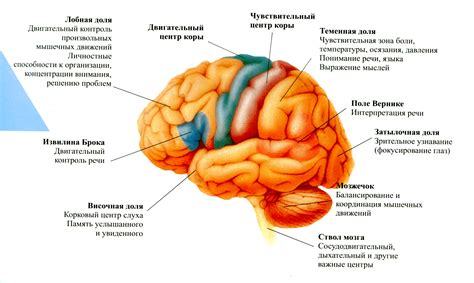 Роль мозга в осуществлении самых разных процессов в организме