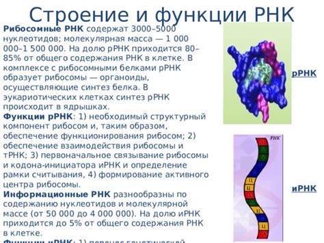 Роль молекулы РНК в клетке и ее основные функции