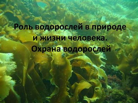 Роль морских водорослей в пищевом рационе редкой морской черепахи