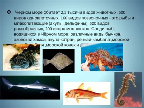 Роль морской фауны Черного моря: важное значение мидий