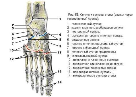 Роль мышц и связок