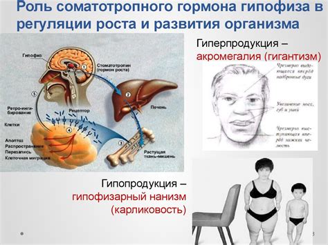 Роль надкостницы в регуляции роста костей