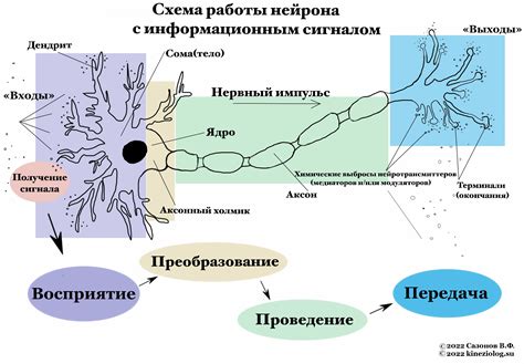 Роль нейронов в передаче сигналов от мозговых исполнительных клеток к мышцам